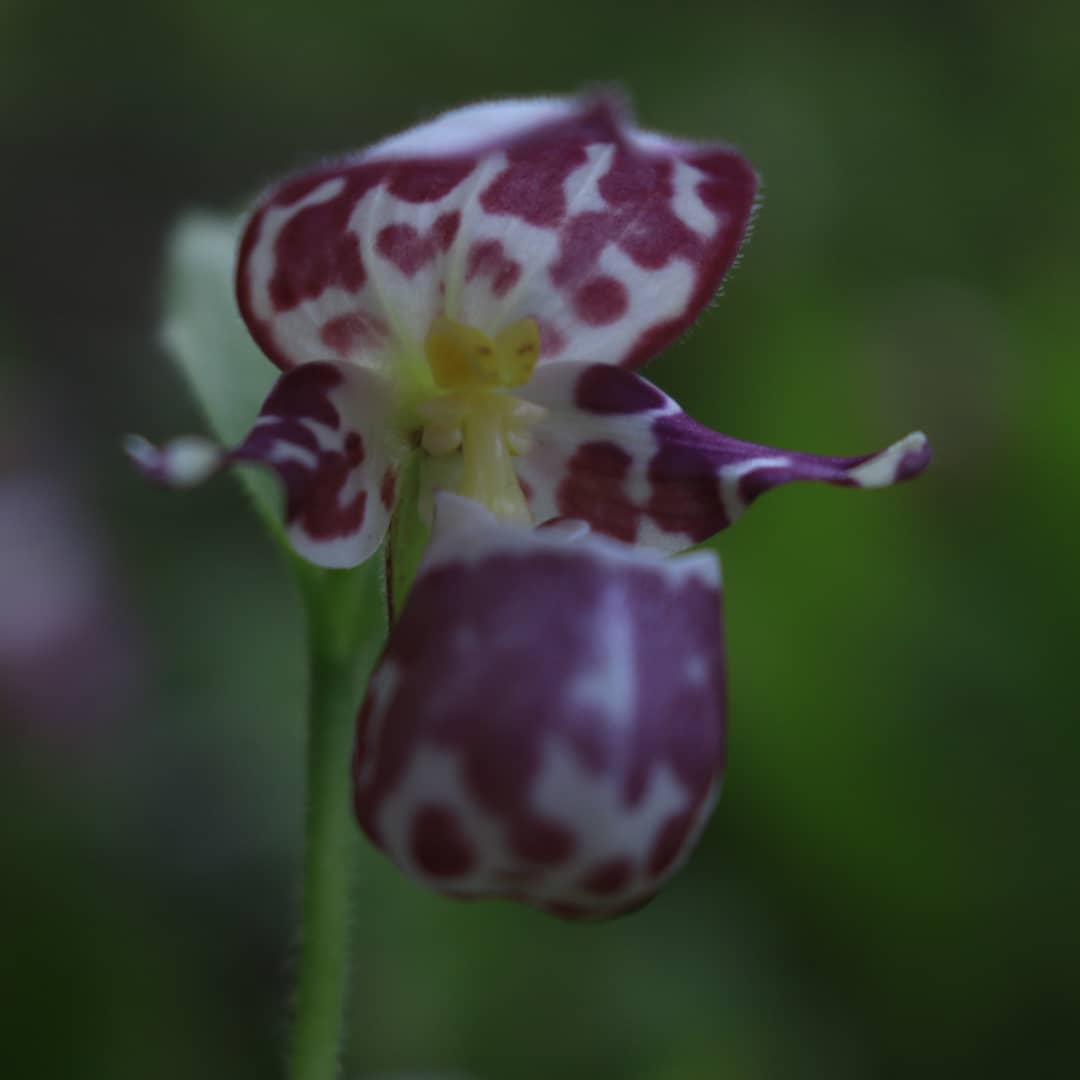 Венерин башмачок — северная орхидея сарыевского Потарья